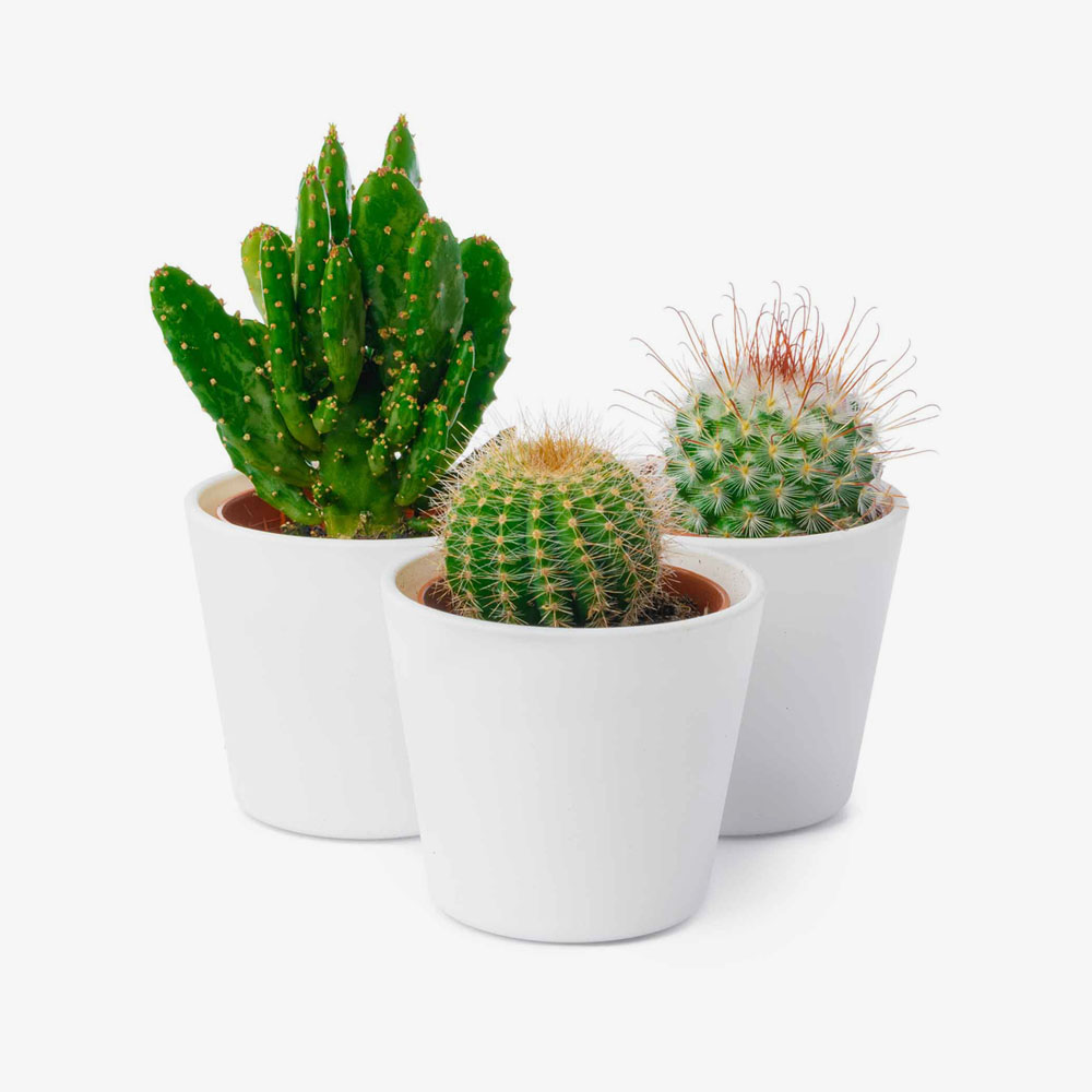 Mix of Cacti Small